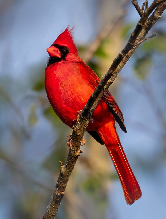Beginner Tips for Backyard Birdwatching: A Simple Guide to Getting Started